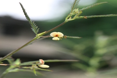 Aeschynomene indica